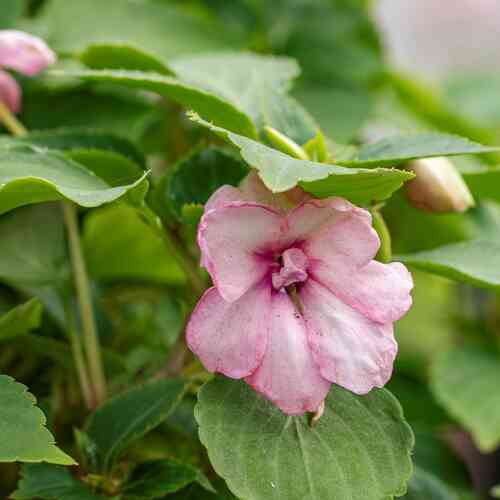 Ahkeraliisa 'Athena Appleblossom' F1