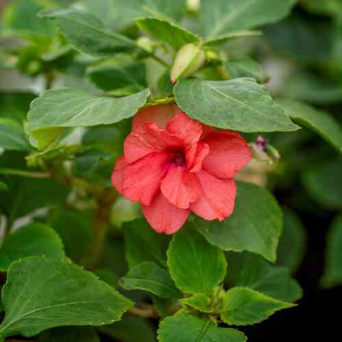 Ahkeraliisa 'Athena Coral' F1