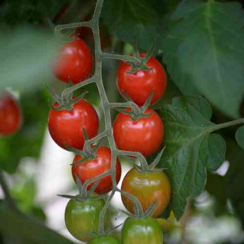 LUOMU Tomaatti Krebs 'Luna'