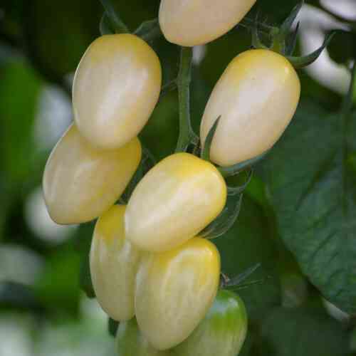 LUOMU Tomaatti Krebs 'White'