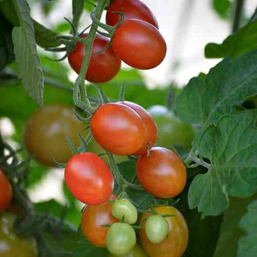 LUOMU Tomaatti Krebs 'Aura'