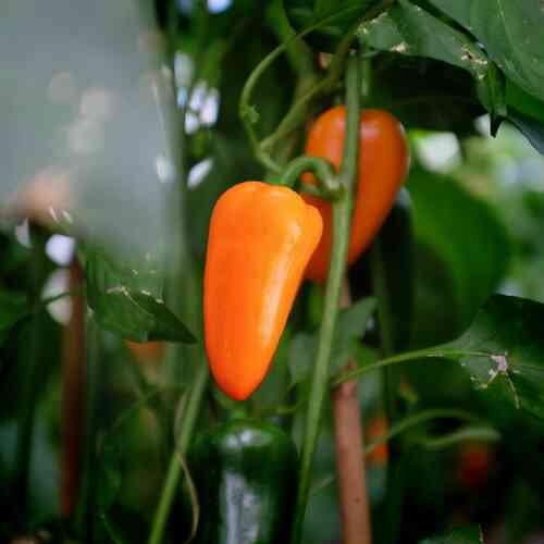 Vihannespaprika 'Hamik'