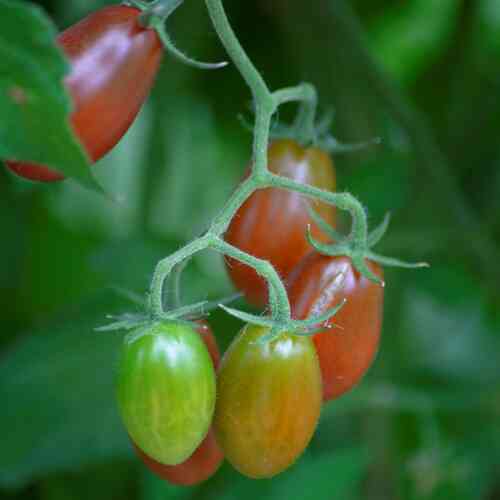 LUOMU Tomaatti Krebs 'Brown Tasty'