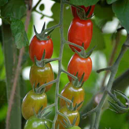 LUOMU Tomaatti Krebs 'Linea'