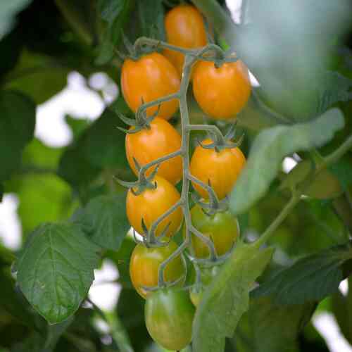 LUOMU Tomaatti Krebs 'Mandarina'