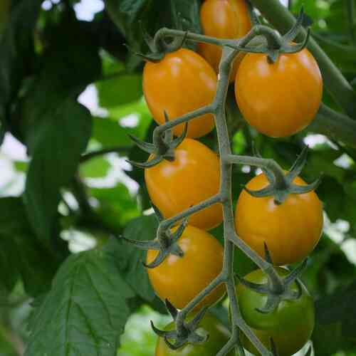 LUOMU Tomaatti Krebs 'Honey Plum'