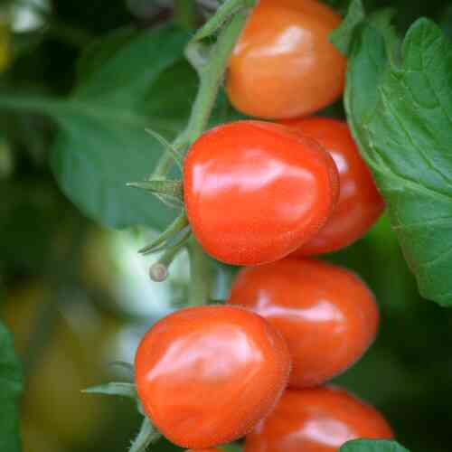 LUOMU Tomaatti Krebs 'Strawberry Fields'