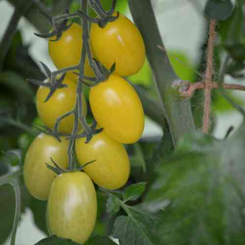 LUOMU Tomaatti Krebs 'Lemon Drops'