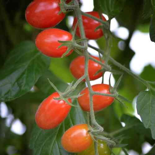 LUOMU Tomaatti Krebs 'Elena'