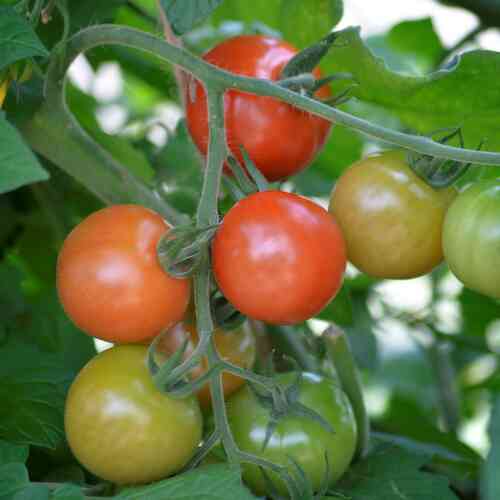 LUOMU Tomaatti Krebs 'Salinas'