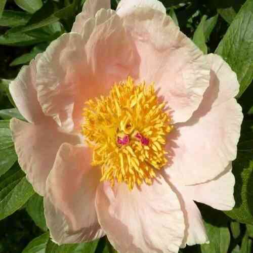 Pioni 'Apricot Whisper'