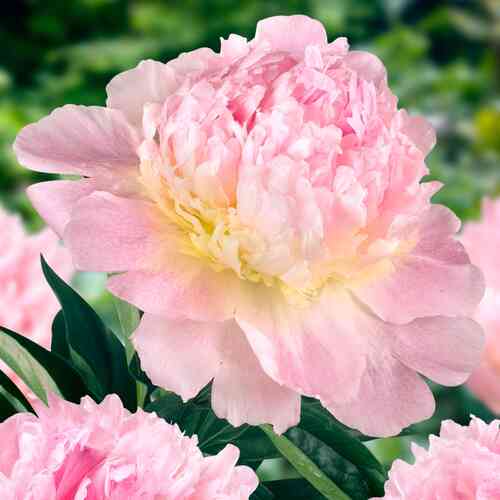 Pioni 'Raspberry Sundae'