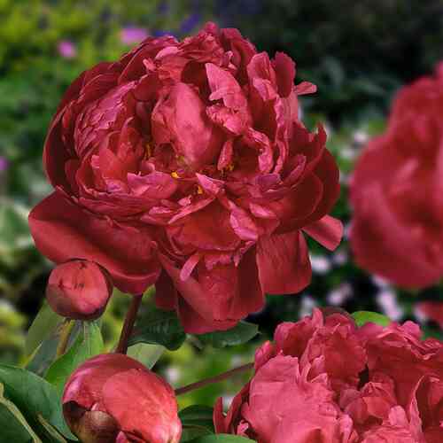 Kiinanpioni 'Red Sarah Bernhardt'