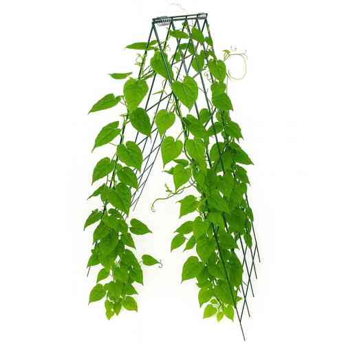 Köynnöstuki 'Harja'