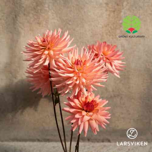 Dahlia  'Farmor Maria'