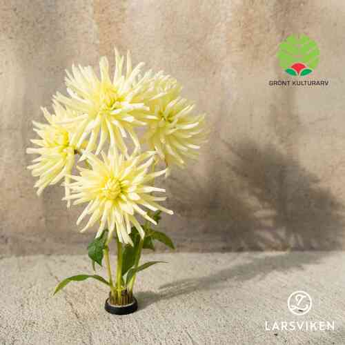 Dahlia 'Sjöholms Sonora'