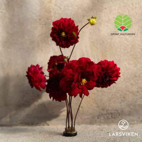 Dahlia 'Lisebergs Röd'