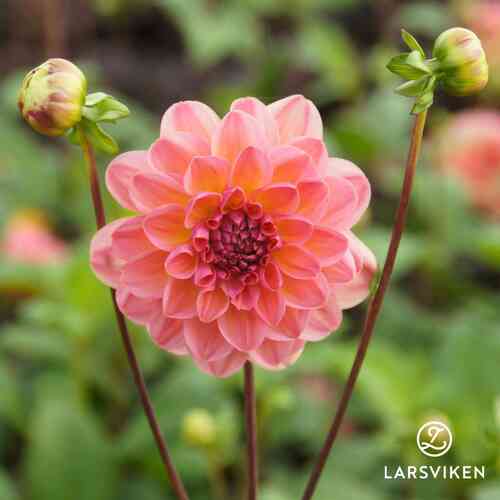 EKO Näckrosdahlia 'Phyllis Farmer'