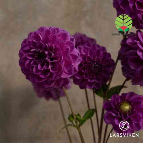 Dahlia 'Bonnie Blue'