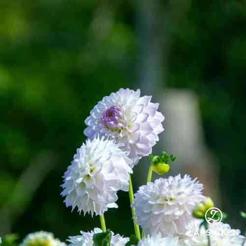 EKO Bolldahlia 'Eveline'