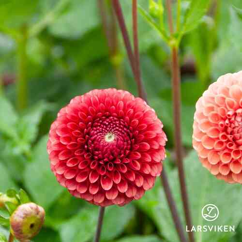 EKO Bolldahlia'Cornel'