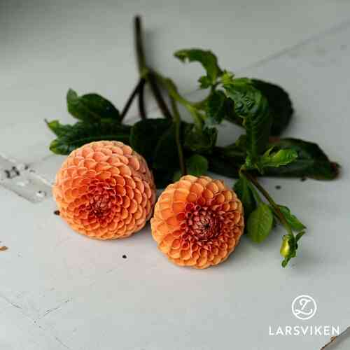 EKO Bolldahlia'Cornel Bronze'