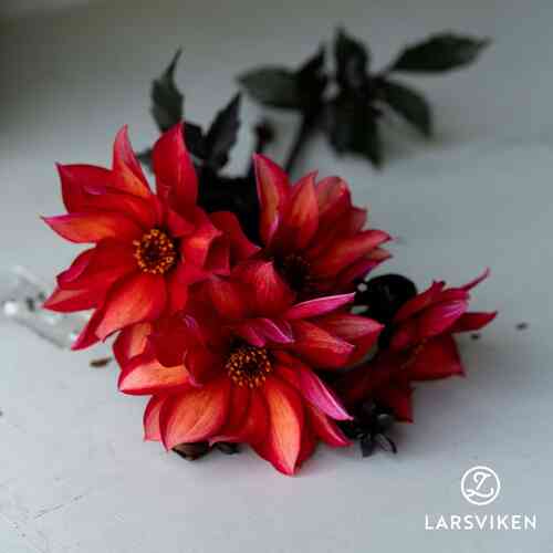 EKO Dahlia 'Waltzing Matilda'