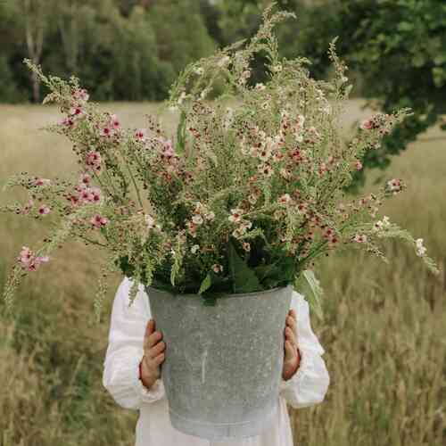 Tarhatulikukka 'Southern Charm'