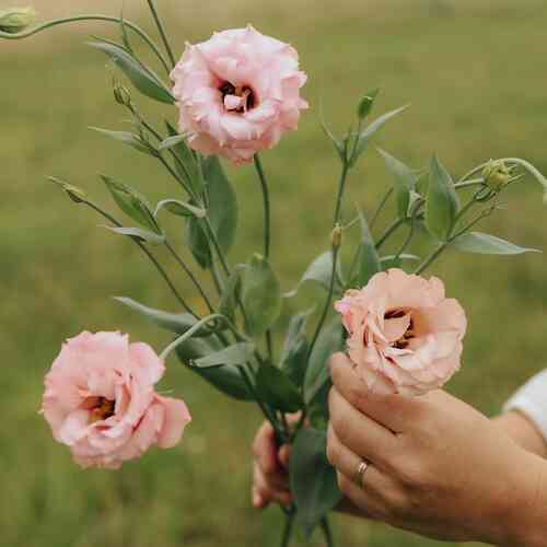 Prärieklocka 'Rosita Apricot'