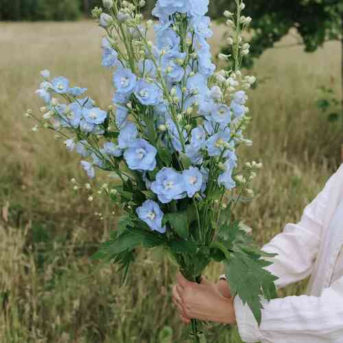 Trädgårdsriddarsporre 'Candle Light Blue Shades'