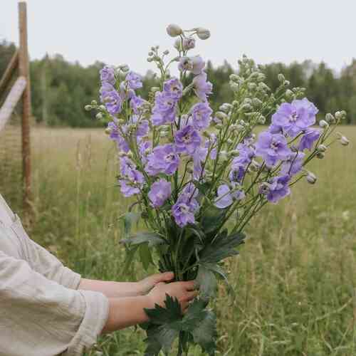 Trädgårdsriddarsporre 'Candle Lavender Shades' Trädgårdsriddarsporre 'Candle Lavender Shades'