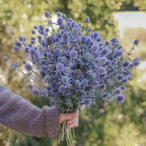 Sinipiikkiputki 'Blue Glitter'
