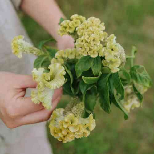 Tuppkam 'Spring Green'