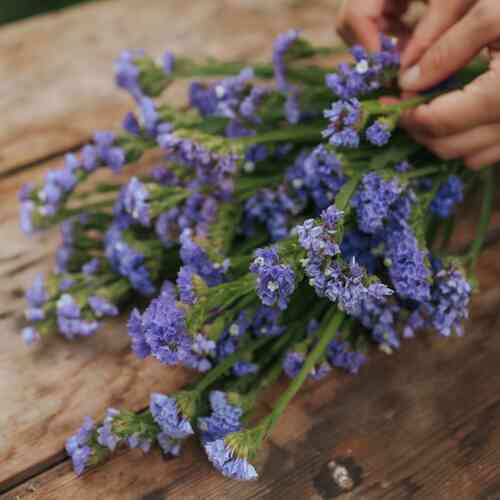 Blårisp 'Qis Pale Blue'