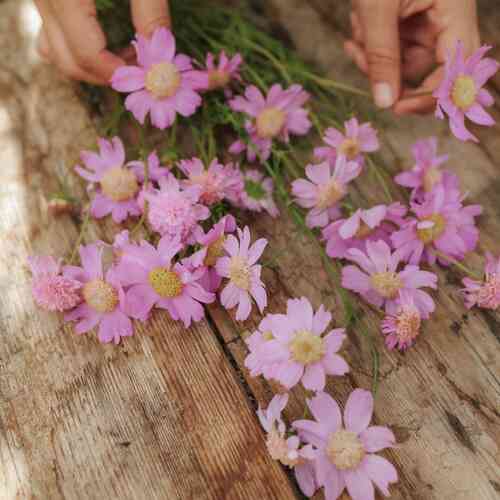 Rosenskära 'Pink Popsocks'