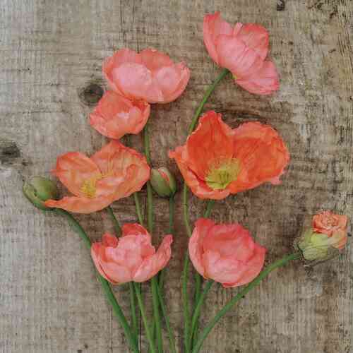 Sibirisk vallmo 'Champagne Bubbles Pink'