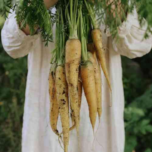 Sommarmorot 'Yellowstone'