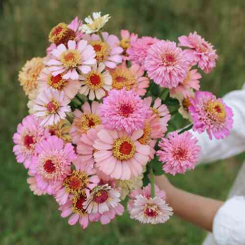 Zinnia 'Cresto Peachy Pink'