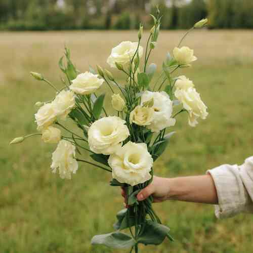 Prärieklocka 'Mariachii Yellow'