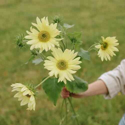 Miniatyrsolros 'Italian Green Heart'