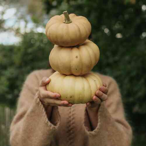 Pumpa 'Autumn Crown' F1
