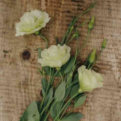 Prärieklocka 'Mariachii Lime'