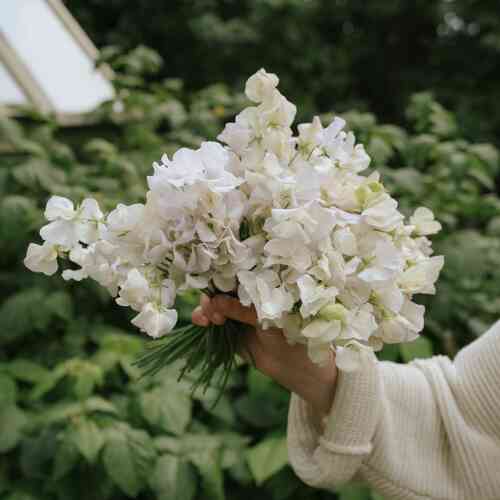 Luktärt 'Old Times'