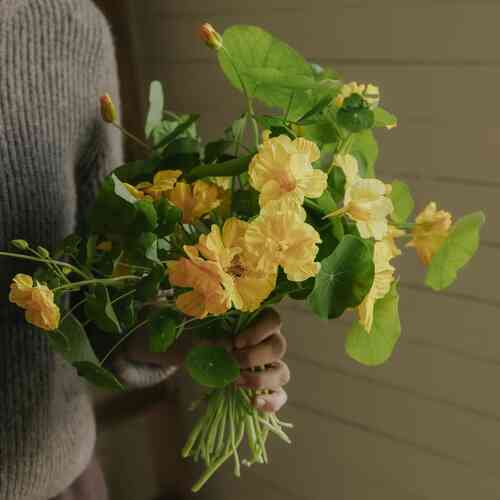 Buskkrasse 'Whirlybird Cream'