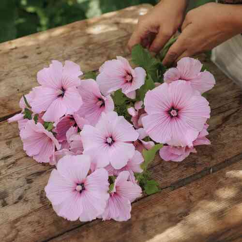 Sommarmalva 'Dwarf Pink Blush'