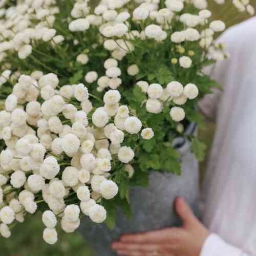 Mattram 'Snowball Extra'