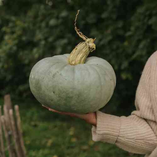 Pumpa 'Blue de Hungarian'