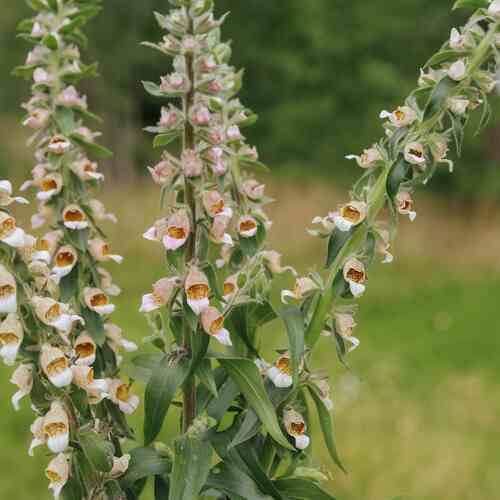 Grekisk Fingerborgsblomma 'Café Cream'