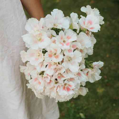 Atlasblomma 'Grace Shell Pink'