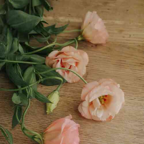 Prärieklocka 'Arena Apricot'